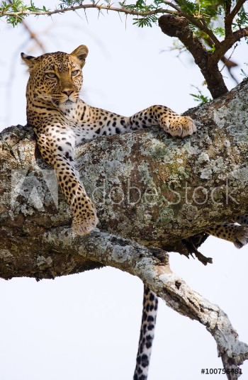 Picture of Leopard is lying on a tree National Park Kenya Tanzania Maasai Mara Serengeti An excellent illustration